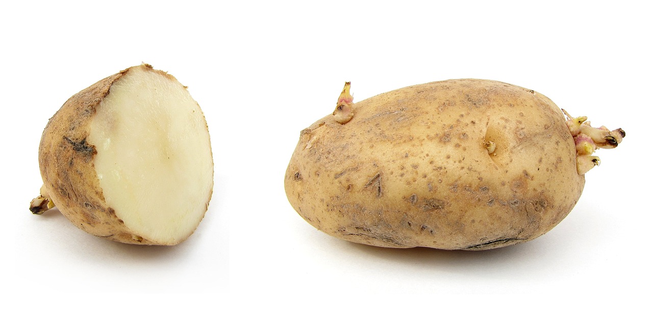 Patate fresche conservate in un contenitore per evitare germogli.