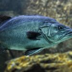 Cinque varietà di pesce azzurro fresche su un piatto, pronte per essere cucinate.